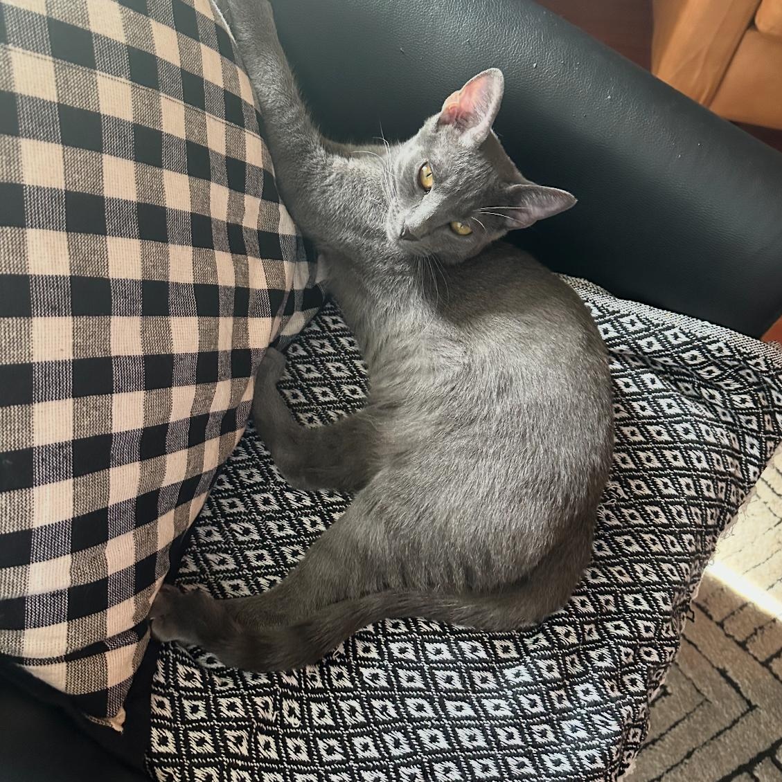 Enlarge Blue, a ADOPTABLE Russian Blue in Boston, MA image 3/4