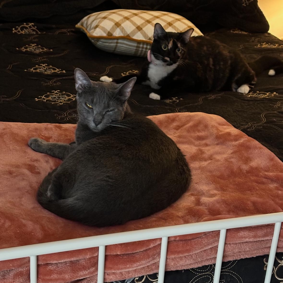 Enlarge Blue, a ADOPTABLE Russian Blue in Boston, MA image 4/4