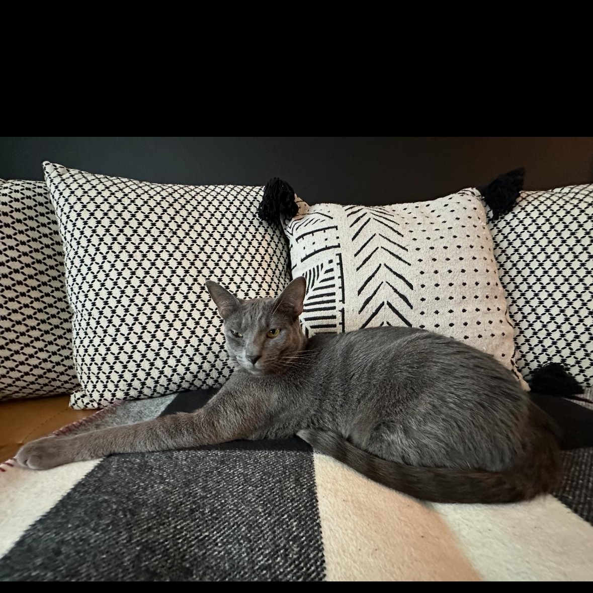 Enlarge Blue, a ADOPTABLE Russian Blue in Boston, MA image 2/4