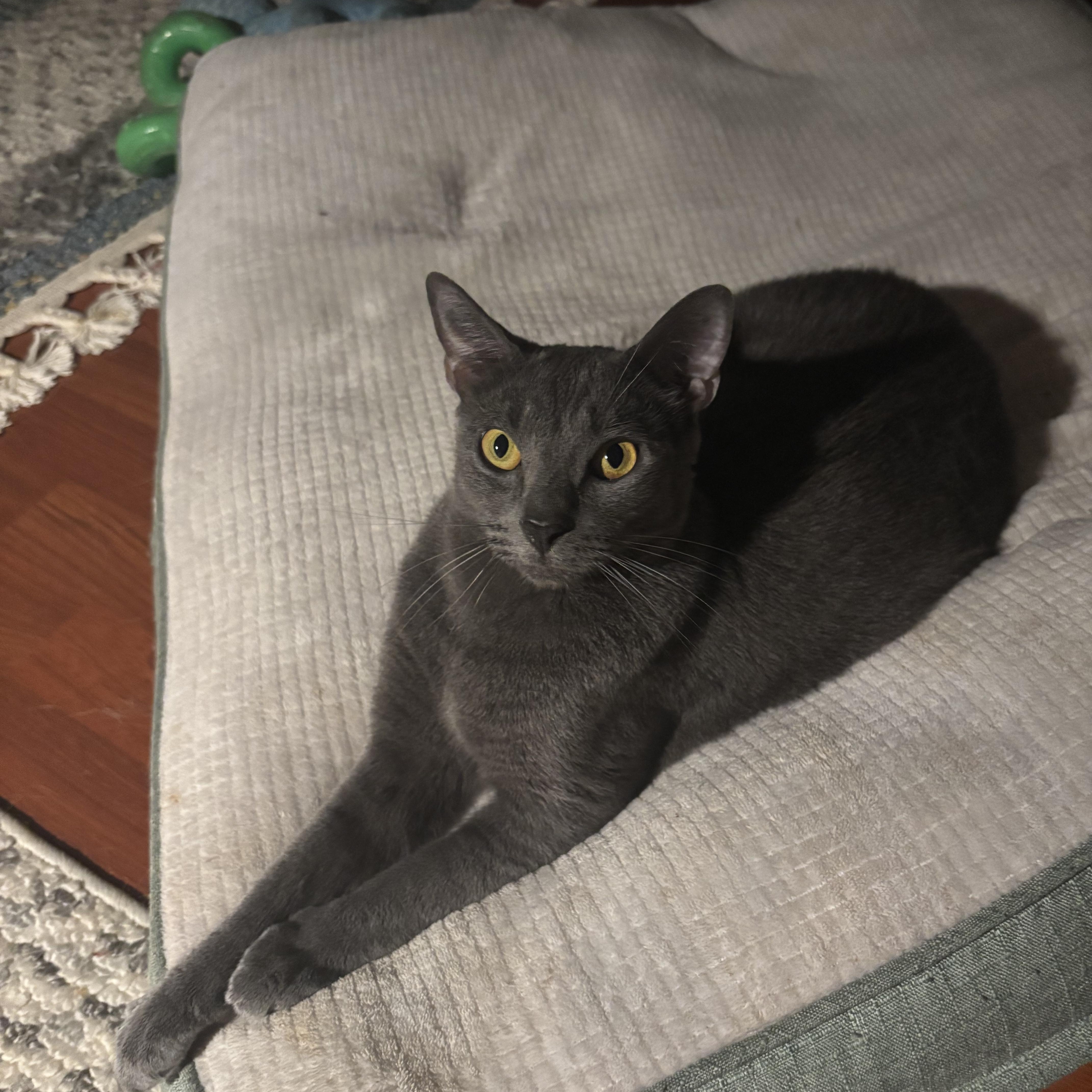 Blue, ADOPTABLE, Young Male Russian Blue.