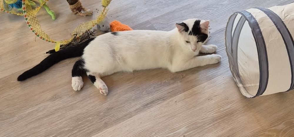 Cisco, Adoptable, Kitten Male Domestic Short Hair.