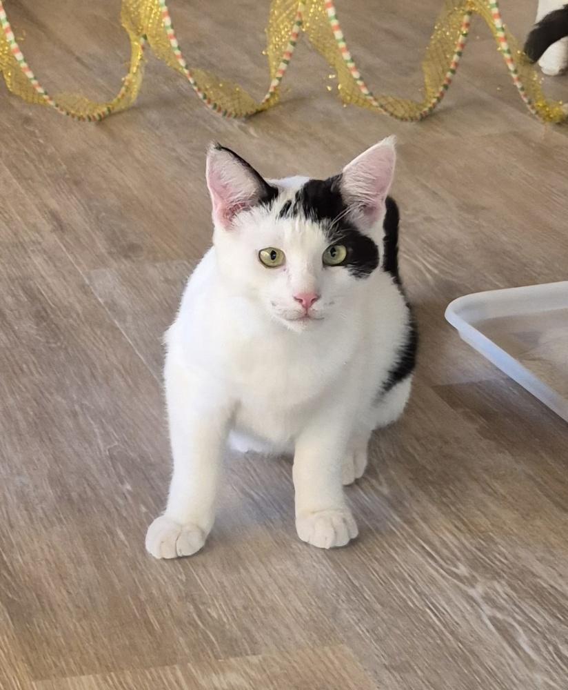 Cisco, a Adoptable mixed breed image 2/6