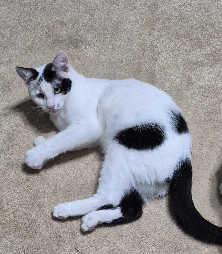 Cisco, a Adoptable mixed breed image 3/6