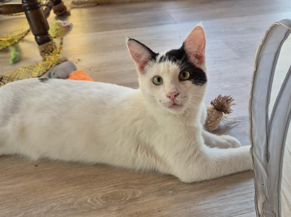 Cisco, a Adoptable mixed breed image 4/6