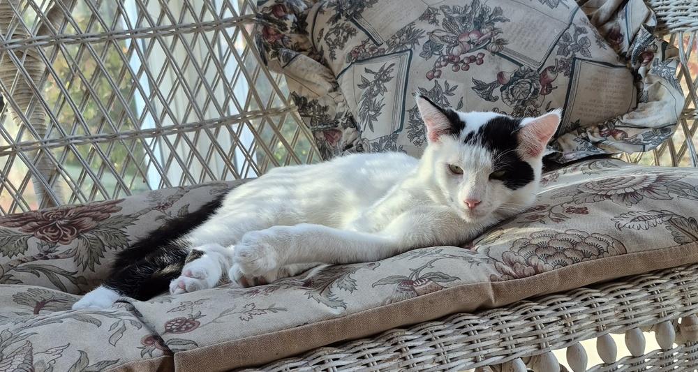 Cisco, a Adoptable mixed breed image 5/6