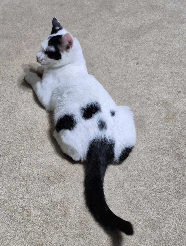 Cisco, a Adoptable mixed breed image 6/6