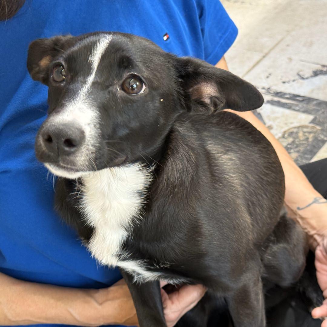 Enlarge Chili, a Adoptable Mixed Breed in Burbank, CA image 4/4