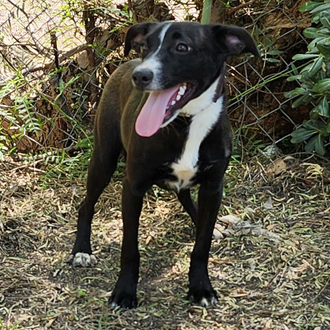 Enlarge Chili, a Adoptable Mixed Breed in Burbank, CA image 3/4