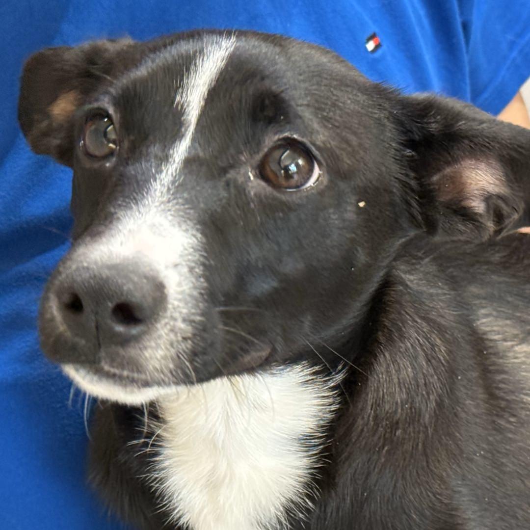 Chili, Adoptable, Puppy Female Mixed Breed.