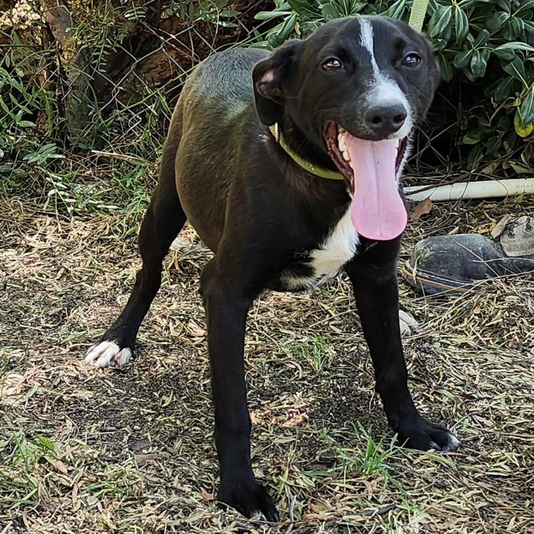 Enlarge Chili, a Adoptable Mixed Breed in Burbank, CA image 2/4