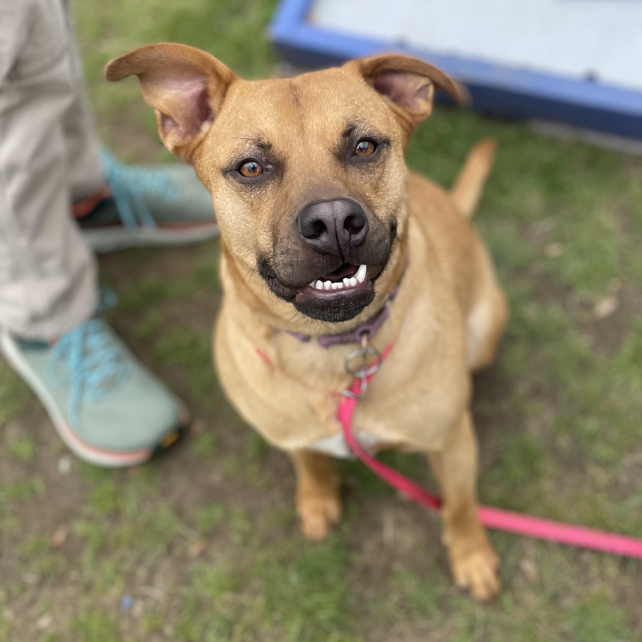 Enlarge Czar (FEE SPONSORED), a Adoptable mixed breed in Portland, ME image 2/5