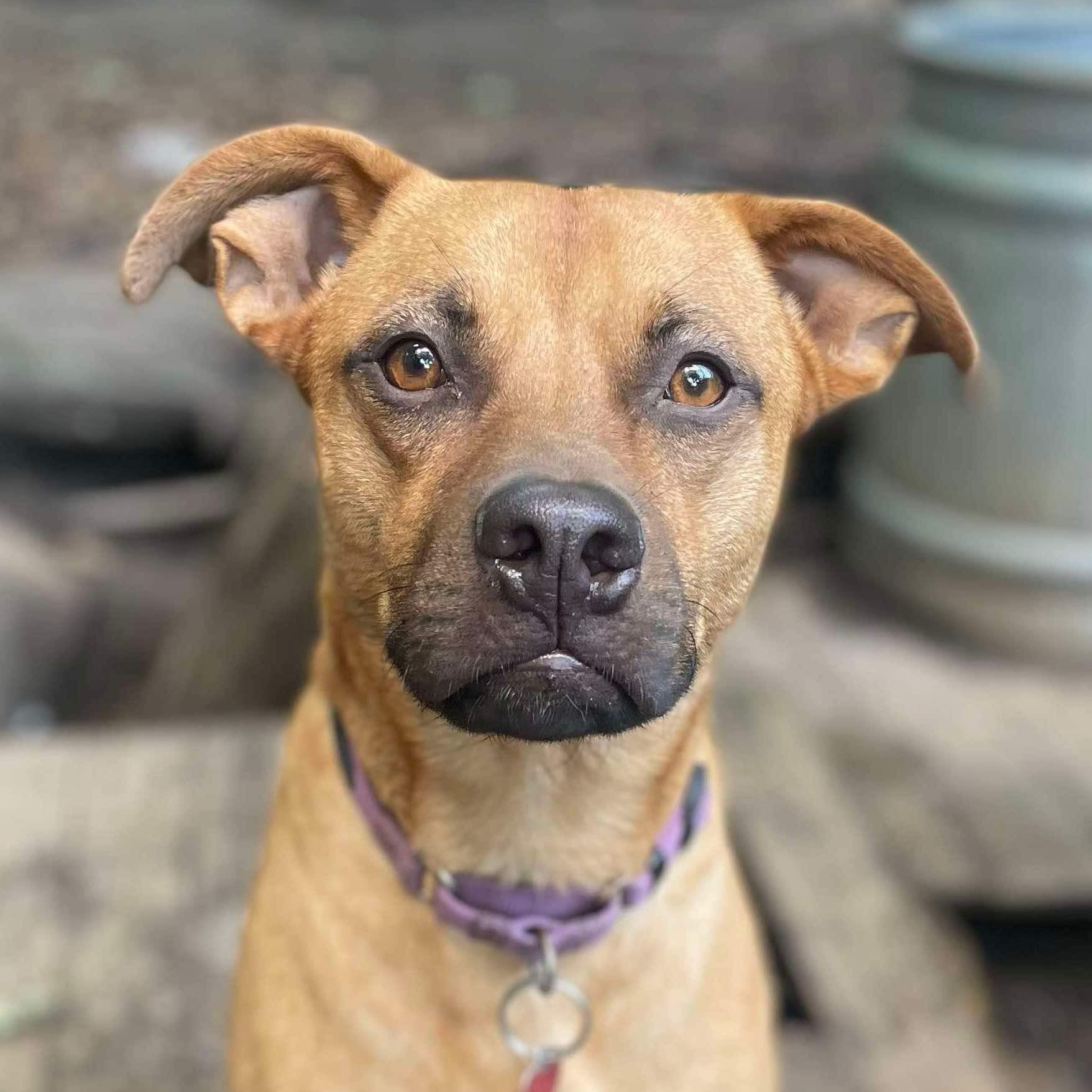 Enlarge Czar (FEE SPONSORED), a Adoptable mixed breed in Portland, ME image 3/5