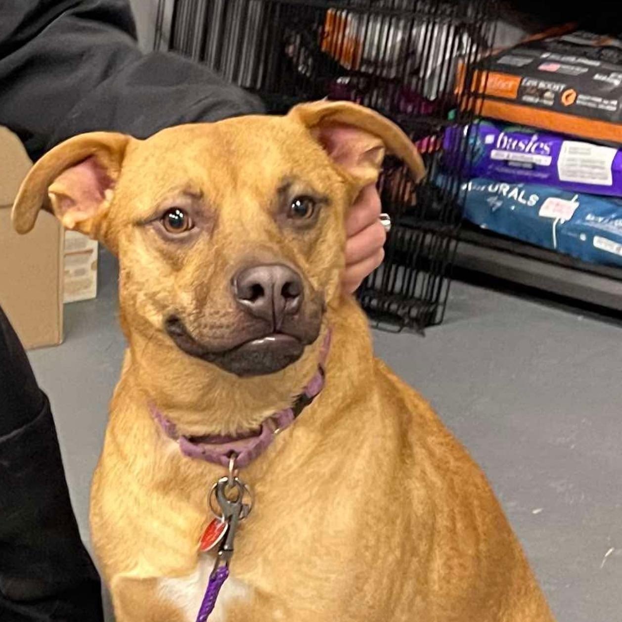 Enlarge Czar (FEE SPONSORED), a Adoptable mixed breed in Portland, ME image 1/5