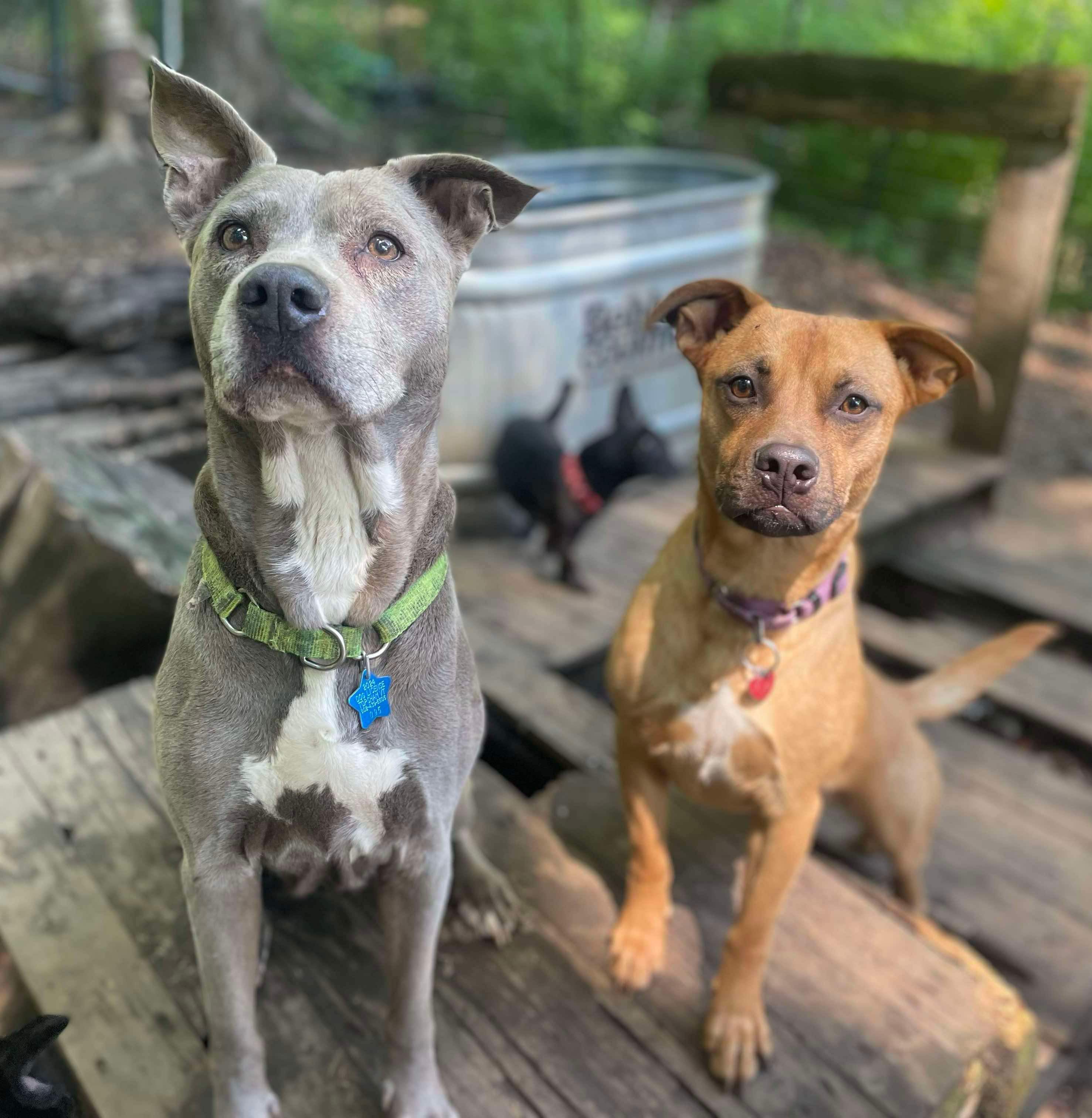 Enlarge Czar (FEE SPONSORED), a Adoptable mixed breed in Portland, ME image 5/5