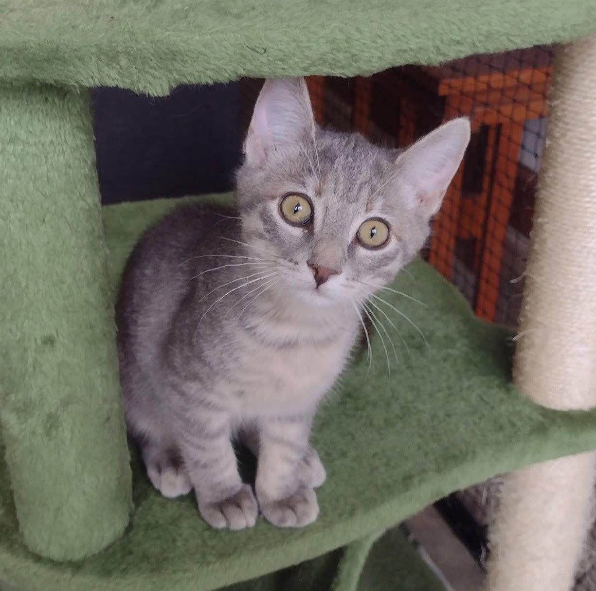 Seraphina, Adoptable, Kitten Female Domestic Short Hair.