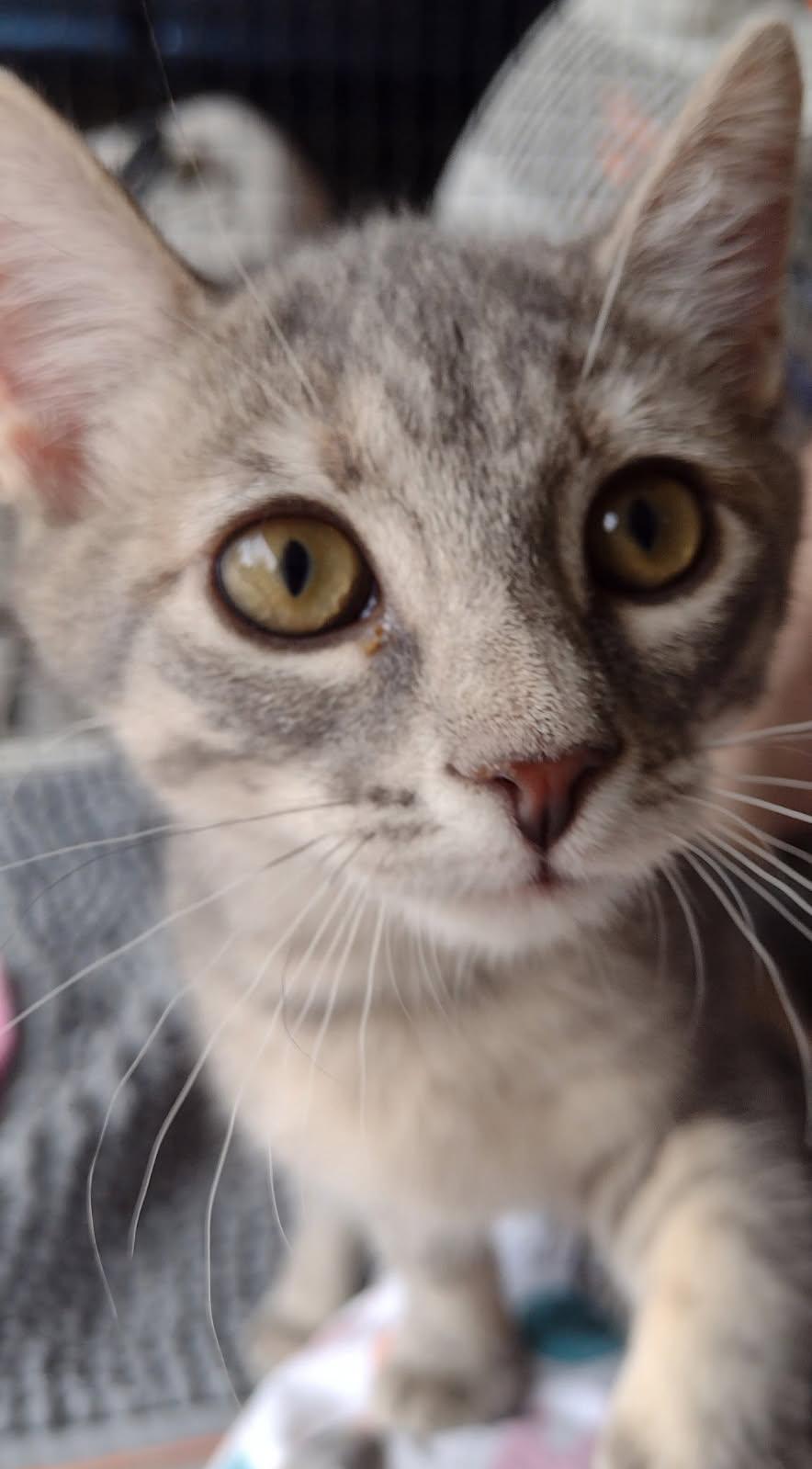 Enlarge Seraphina, a Adoptable Domestic Short Hair in Greenville, IL image 2/2