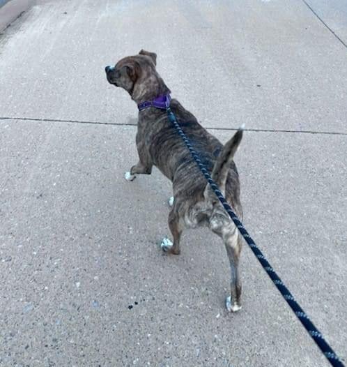 Enlarge Chloe, a Adoptable mixed breed in Warr Acres, OK image 1/6