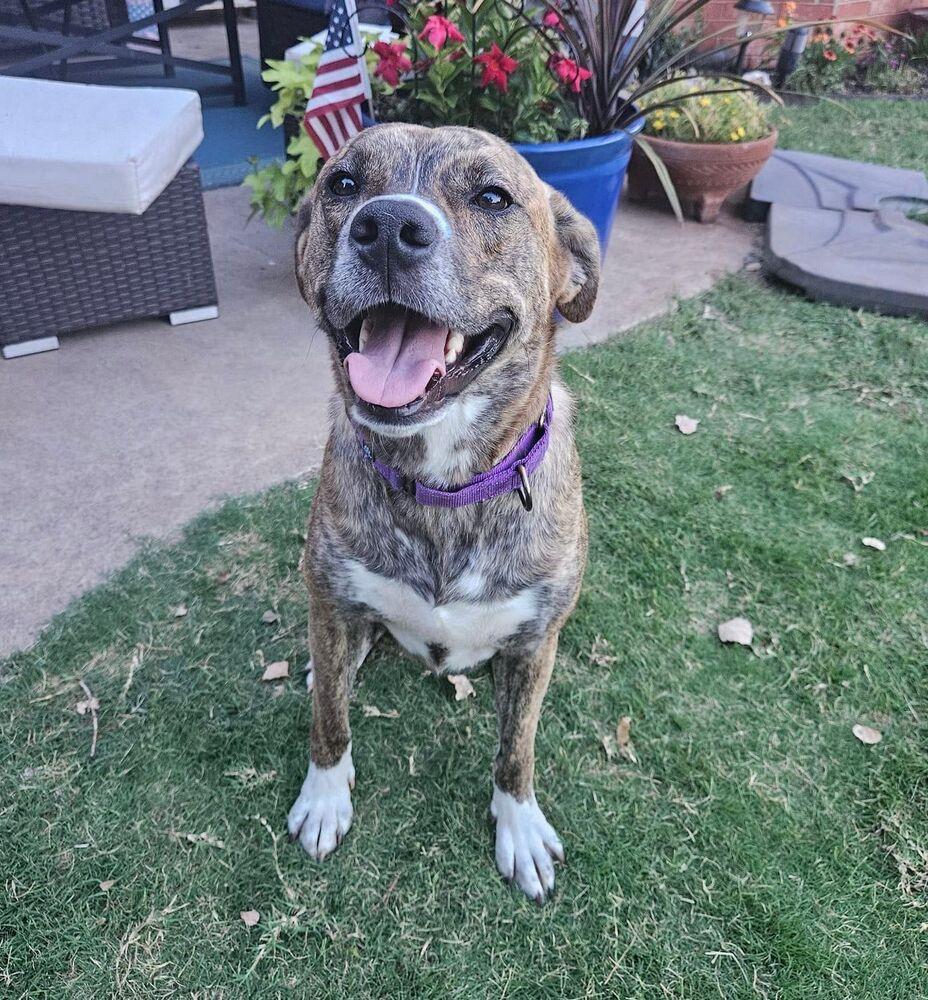 Enlarge Chloe, a Adoptable mixed breed in Warr Acres, OK image 2/6