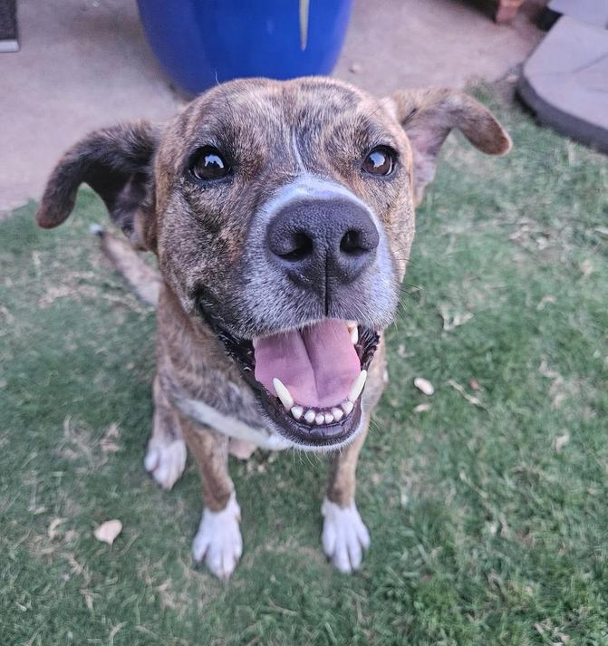 Chloe, Adoptable, Adult Female Pit Bull Terrier.