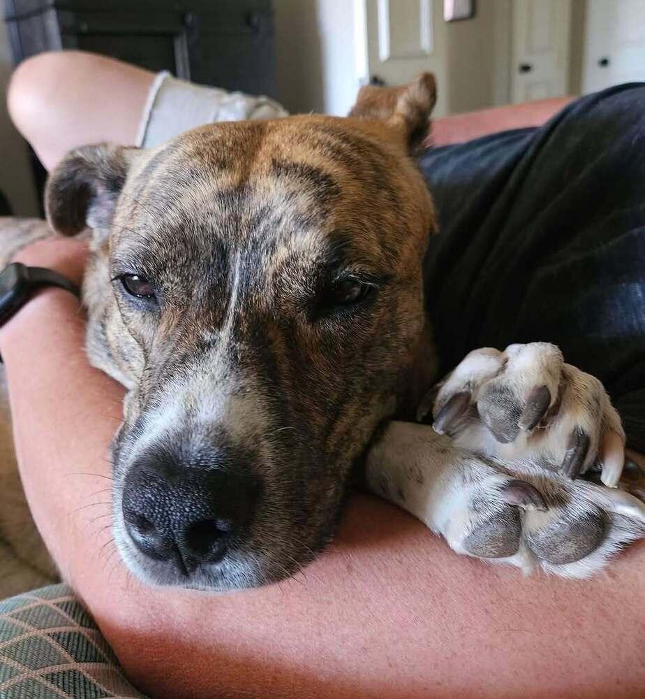 Enlarge Chloe, a Adoptable mixed breed in Warr Acres, OK image 4/6