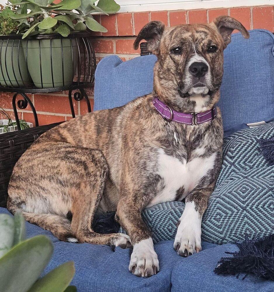 Enlarge Chloe, a Adoptable mixed breed in Warr Acres, OK image 6/6