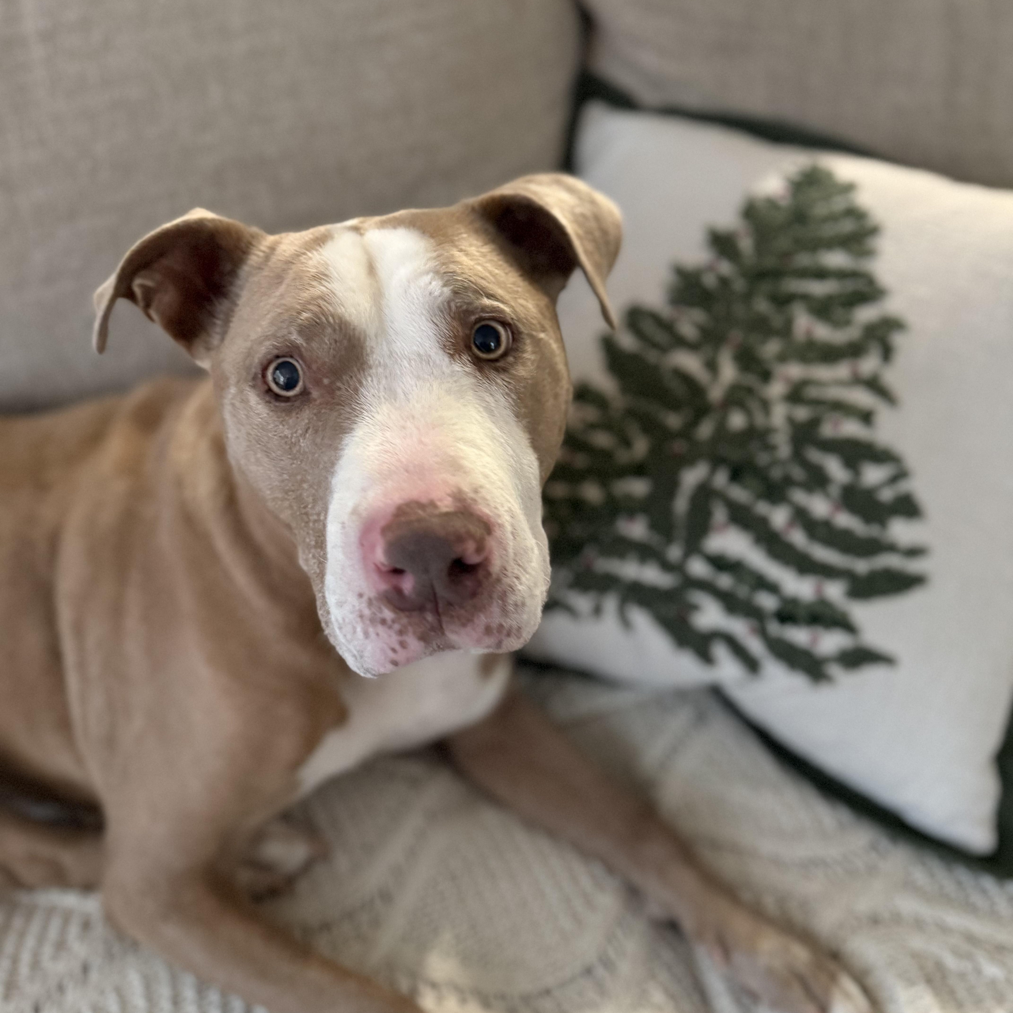 Grandpa Billy, a Adoptable mixed breed in Whittier, CA image 2/4
