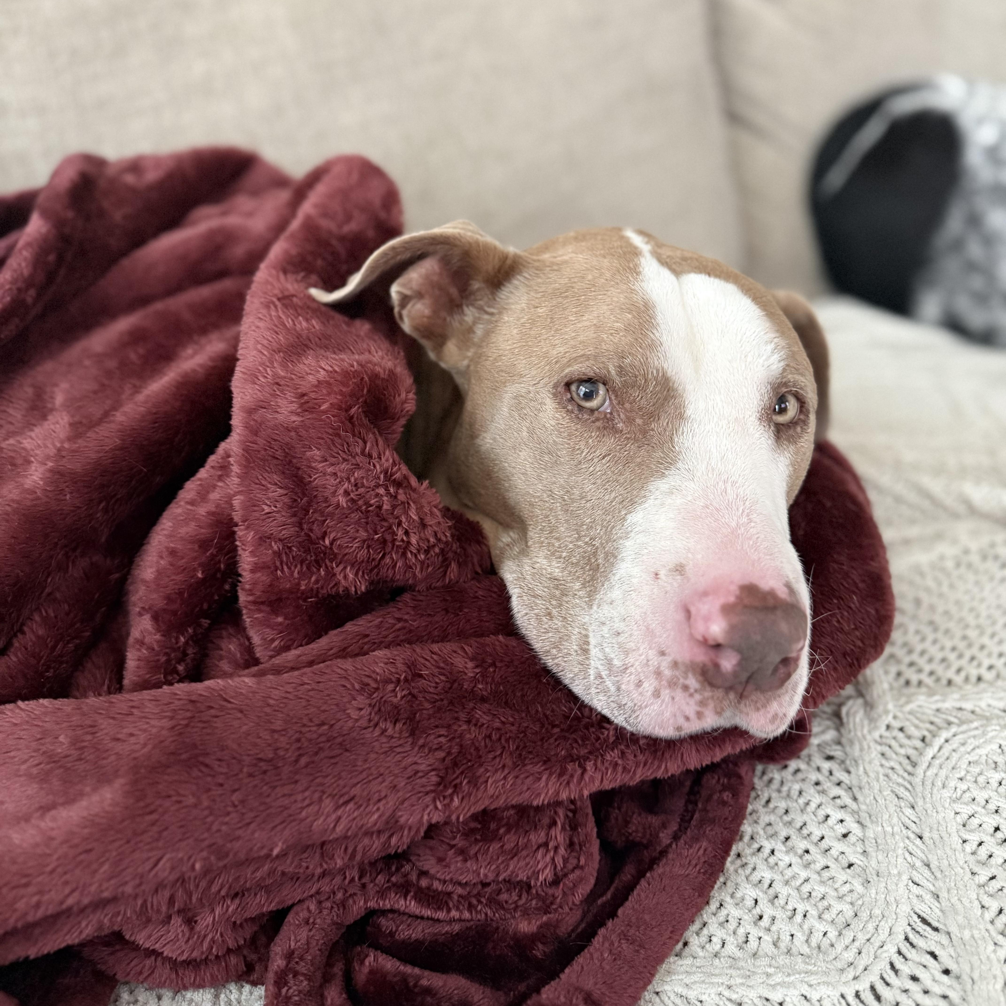 Grandpa Billy, a Adoptable mixed breed in Whittier, CA image 4/4