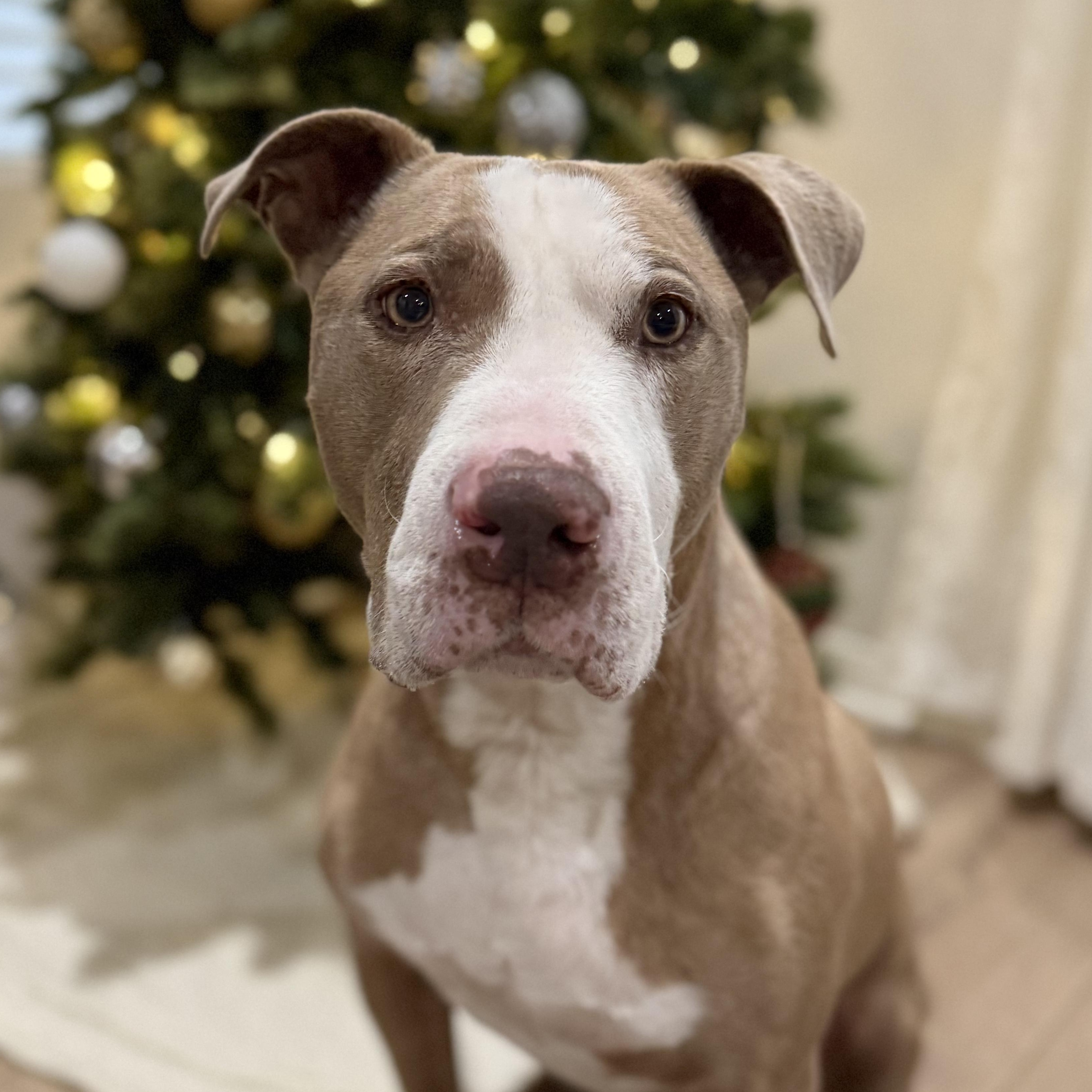 Grandpa Billy, a Adoptable mixed breed in Whittier, CA image 1/4