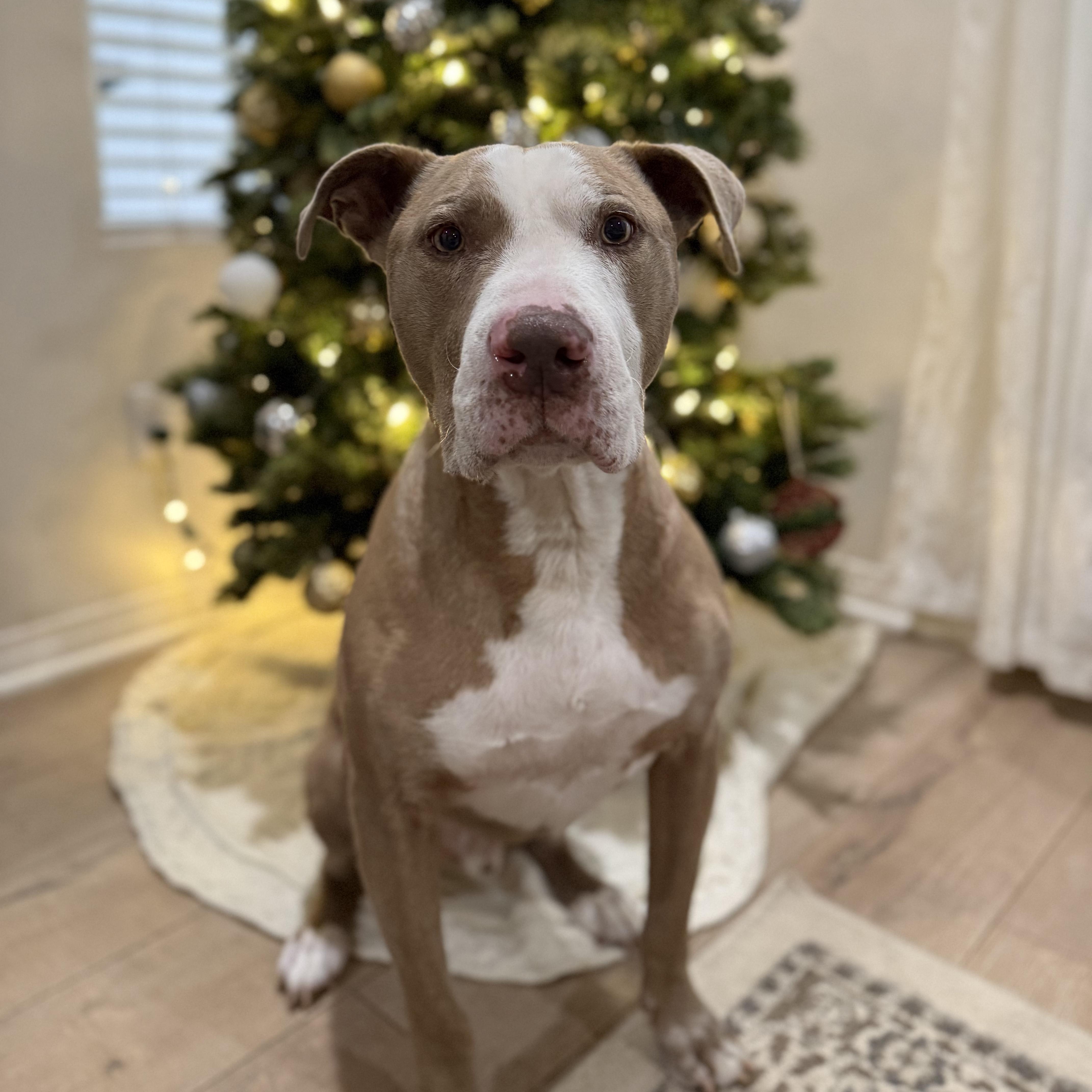 Grandpa Billy, a Adoptable mixed breed in Whittier, CA image 3/4