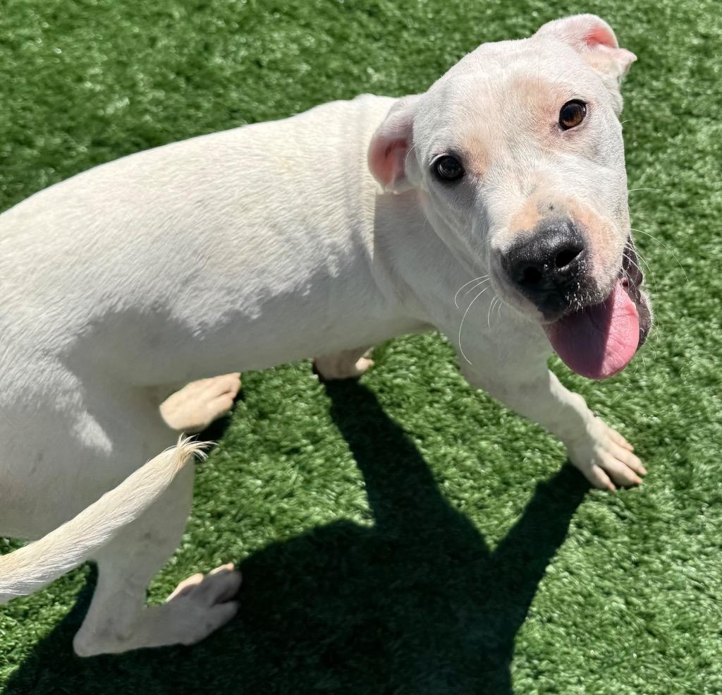 Enlarge Mandy, a Adoptable Dogo Argentino in Ferndale, NY image 1/1