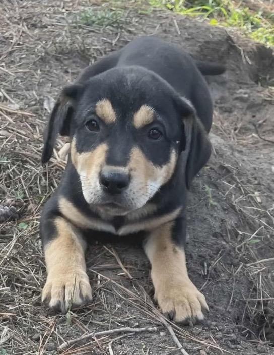 Hawkeye, Adoptable, Puppy Male Hound.