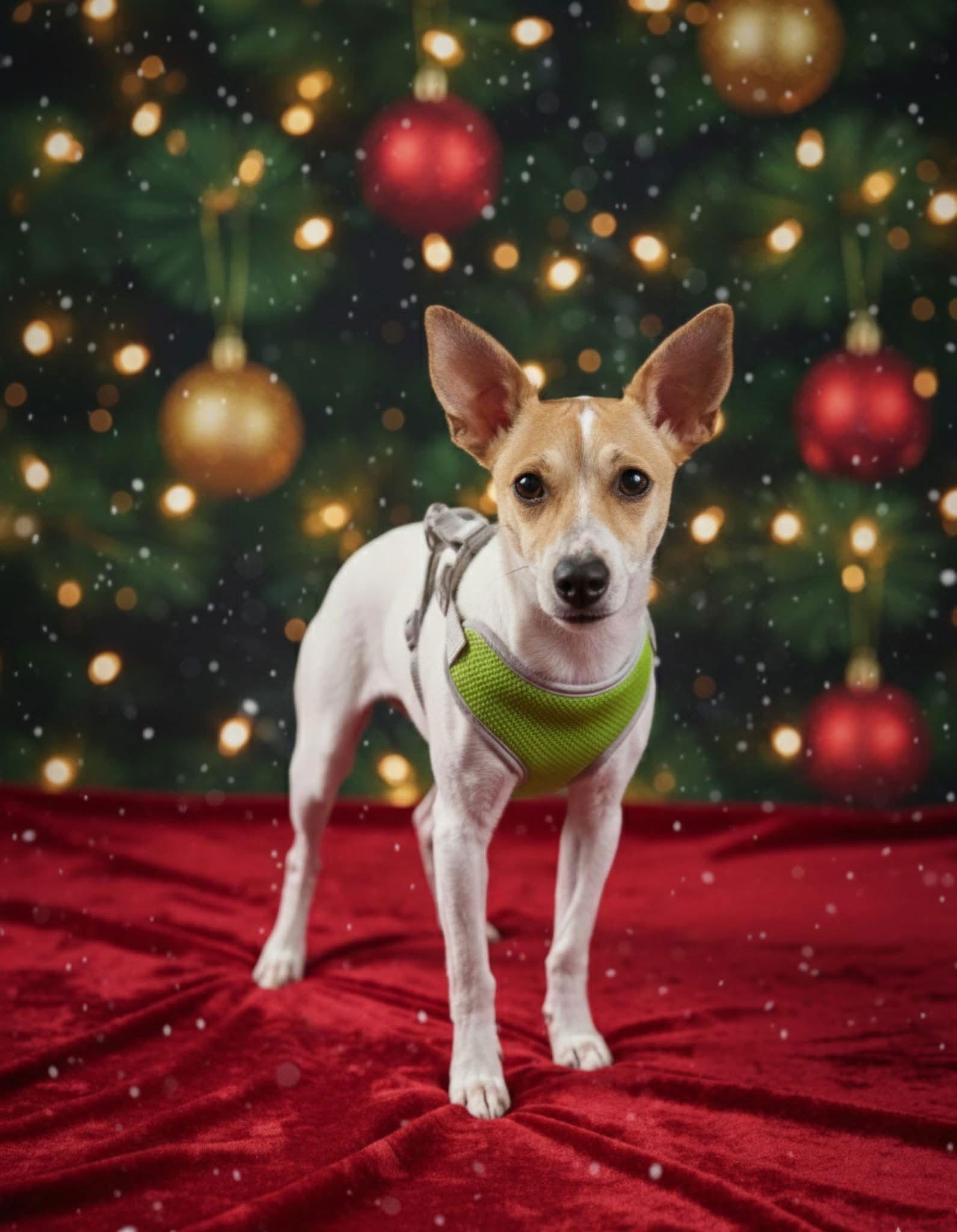 Alvin, Adoptable, Young Male Jack Russell Terrier.