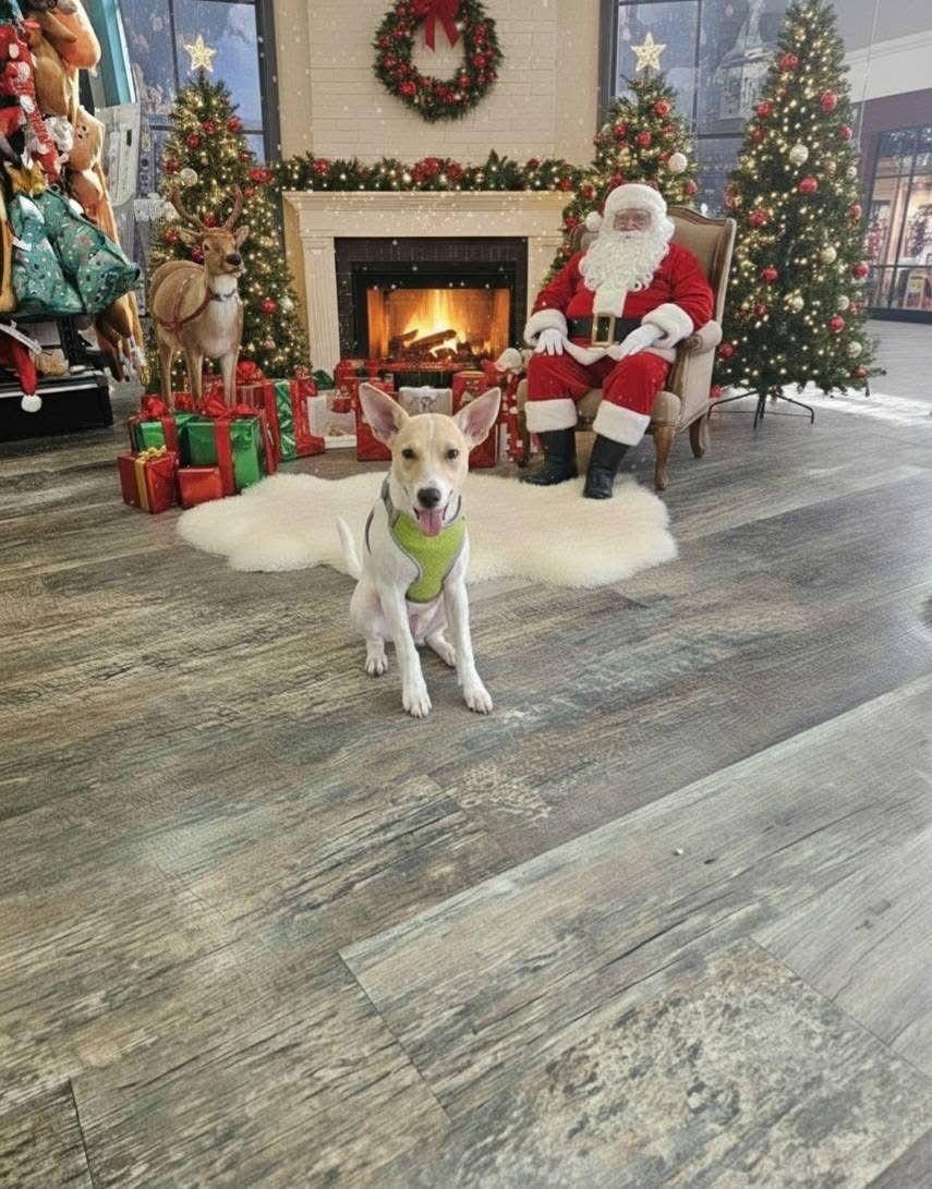 Enlarge Alvin, a Adoptable Jack Russell Terrier in Glen St Mary, FL image 2/3