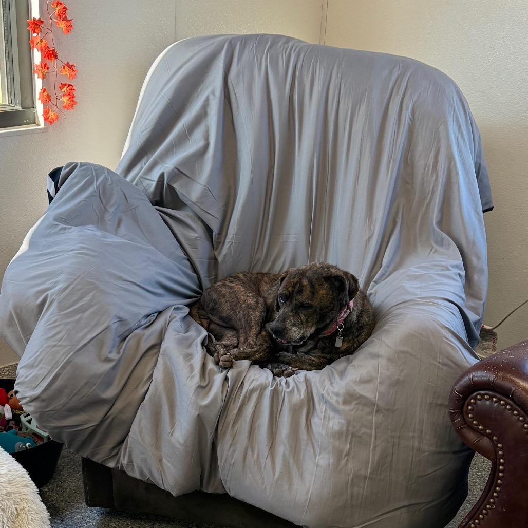 Brynlee, a Adoptable mixed breed in Spring Hill, KS image 1/5