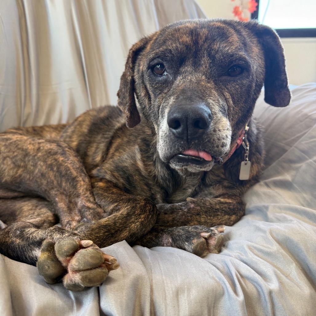 Brynlee, a Adoptable mixed breed in Spring Hill, KS image 2/5