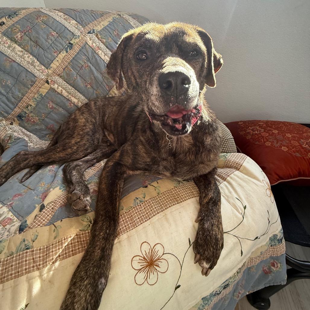 Brynlee, a Adoptable mixed breed in Spring Hill, KS image 3/5