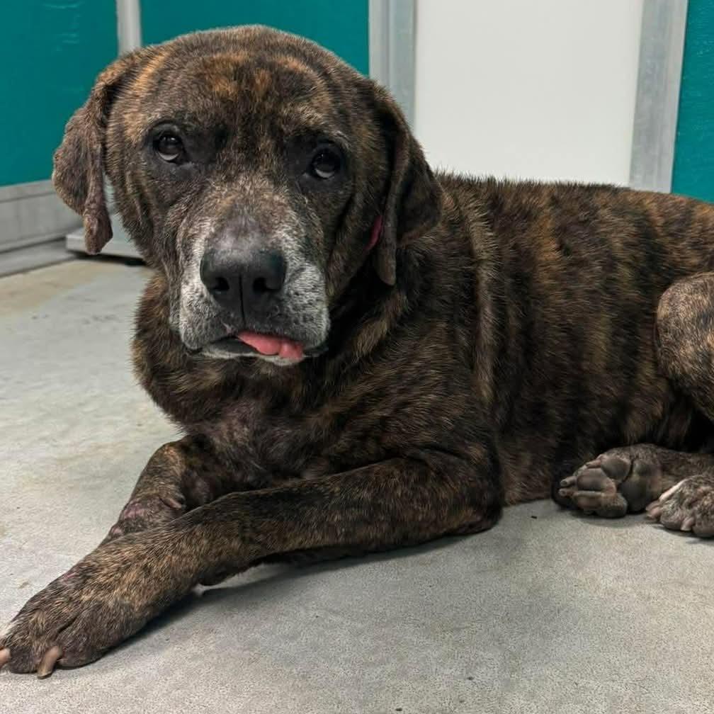 Brynlee, a Adoptable mixed breed in Spring Hill, KS image 4/5