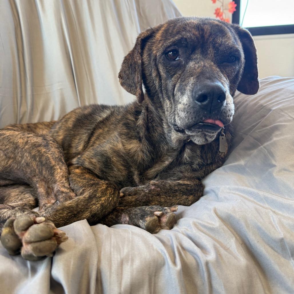 Brynlee, a Adoptable mixed breed in Spring Hill, KS image 5/5