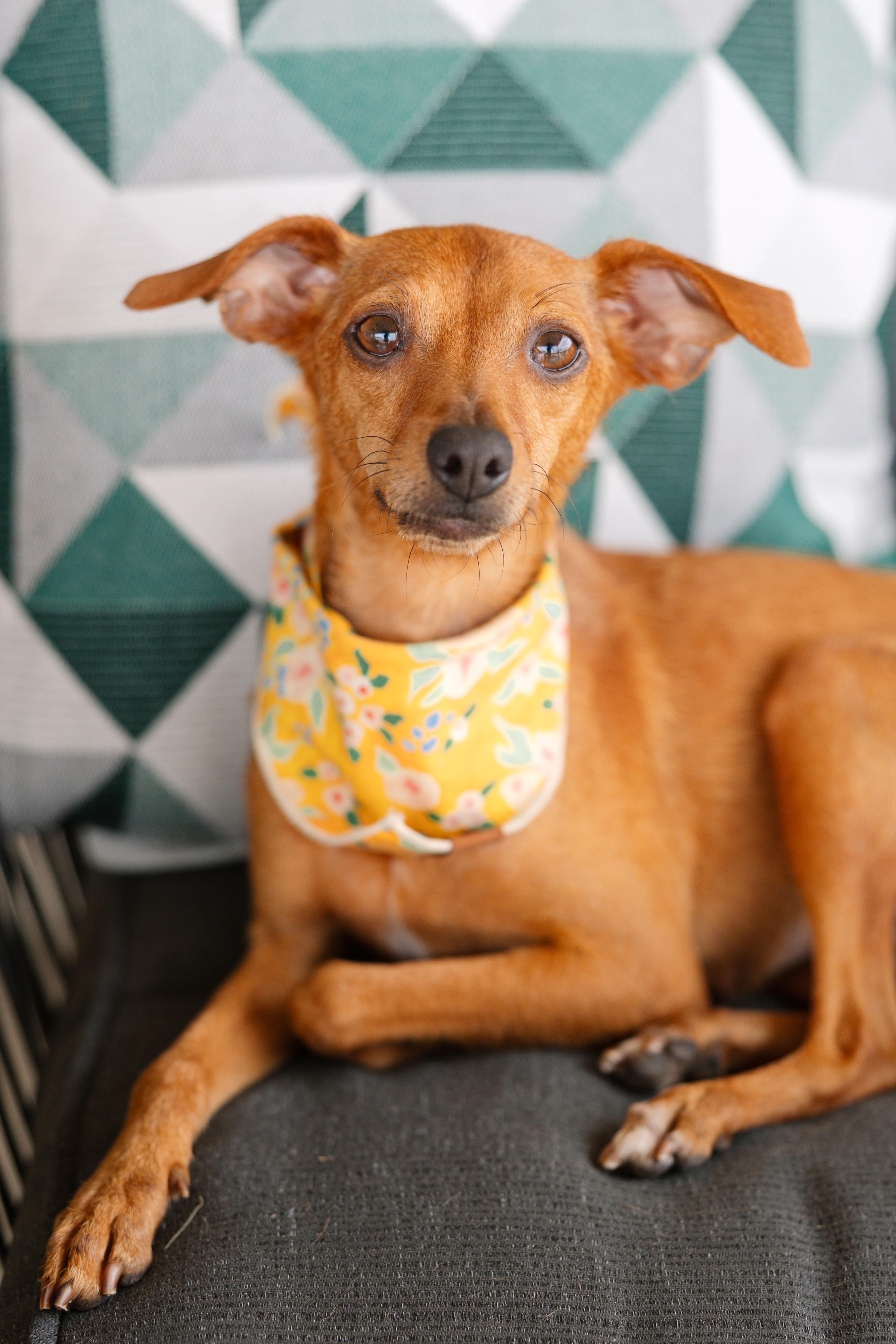 Olympia, Adoptable, Adult Female Miniature Pinscher & Italian Greyhound.