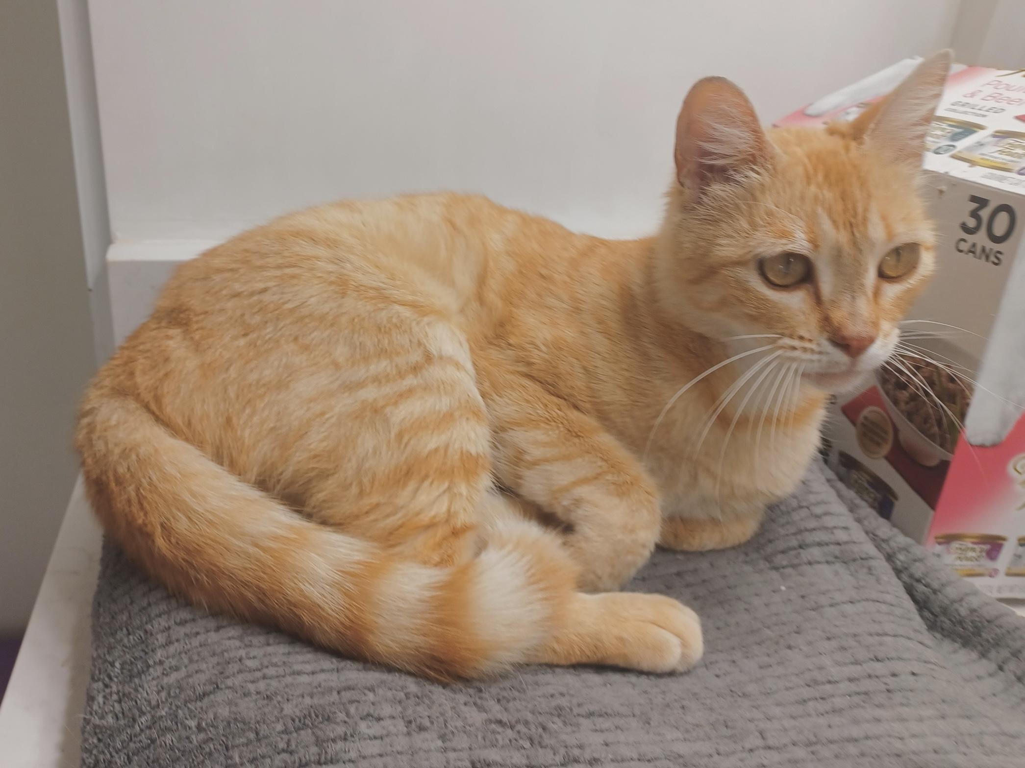 Enlarge Arrietty (Love me do), a Adoptable Domestic Short Hair in Houston, TX image 2/3