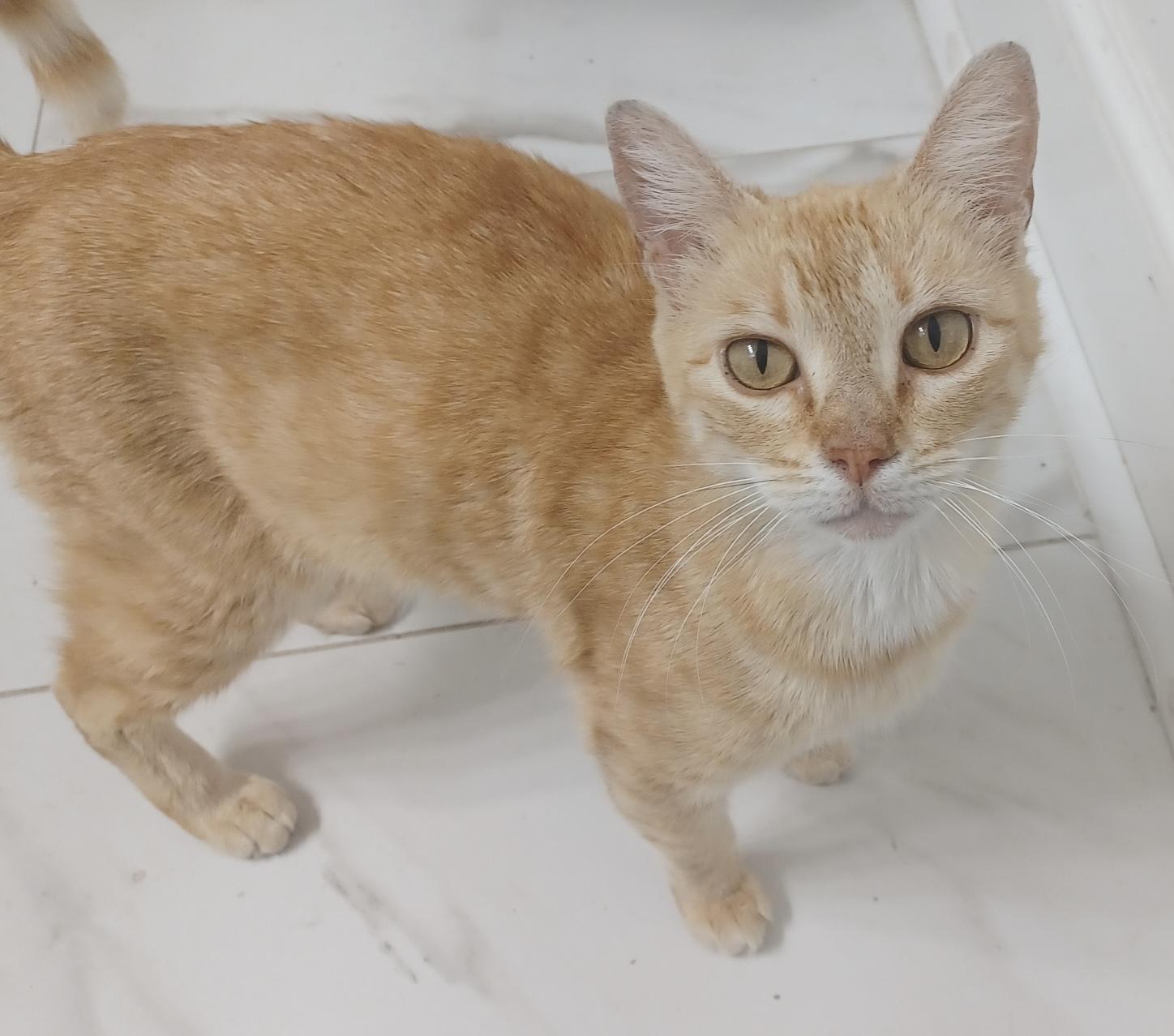 Enlarge Arrietty (Love me do), a Adoptable Domestic Short Hair in Houston, TX image 1/3