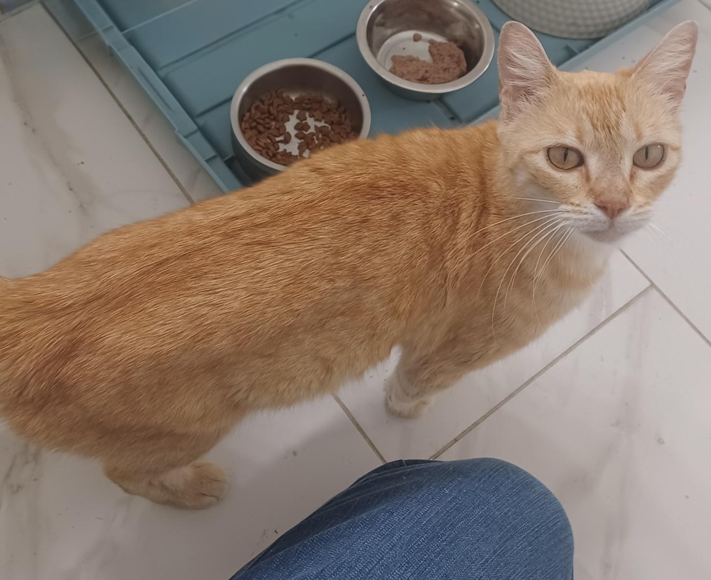 Enlarge Arrietty (Love me do), a Adoptable Domestic Short Hair in Houston, TX image 3/3