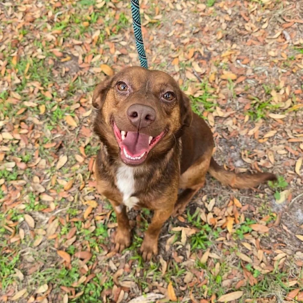 Enlarge Goofy, a Adoptable Mixed Breed in Williston, FL image 1/1
