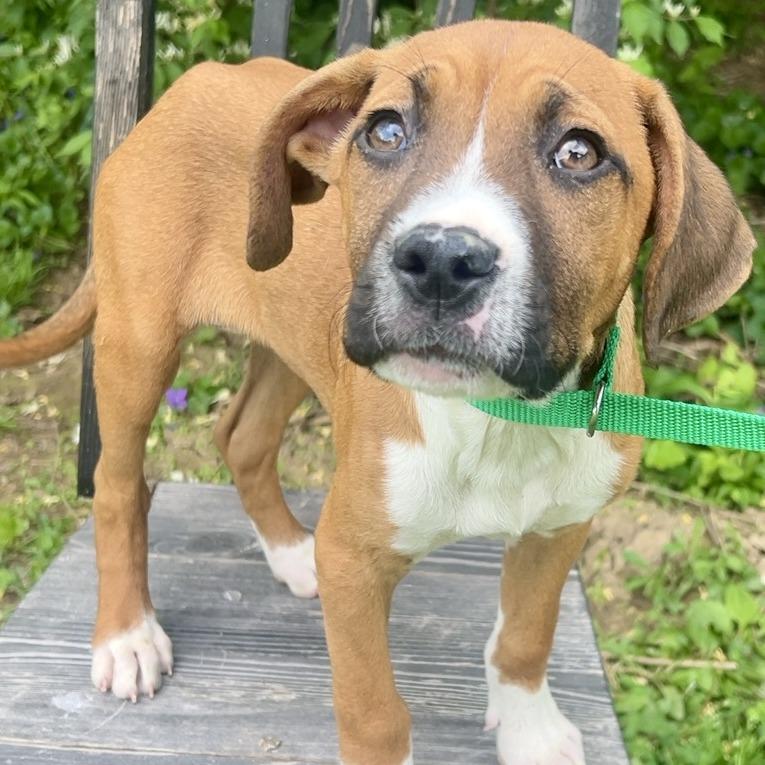 Ashby, Adoptable, Puppy Male Boxer & Mixed Breed.