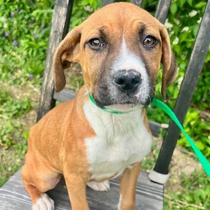 Enlarge Ashby, a Adoptable mixed breed in Cincinnati, OH image 2/4