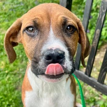 Enlarge Ashby, a Adoptable mixed breed in Cincinnati, OH image 3/4