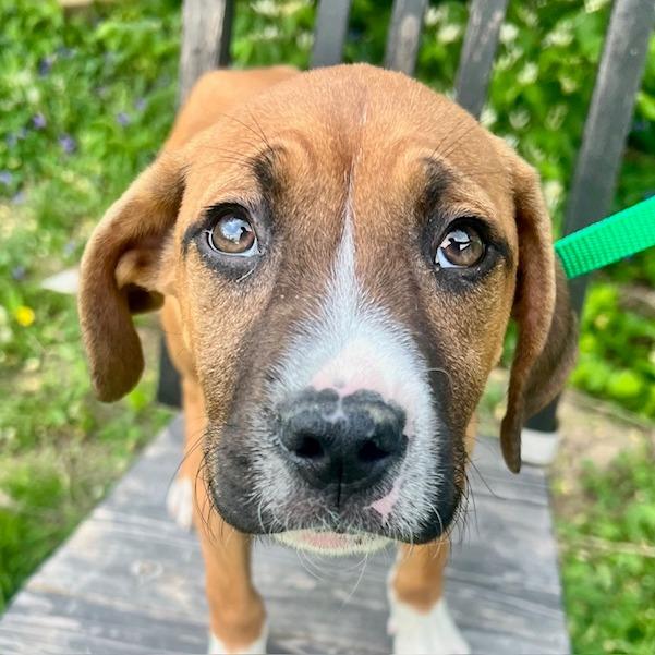 Enlarge Ashby, a Adoptable mixed breed in Cincinnati, OH image 4/4