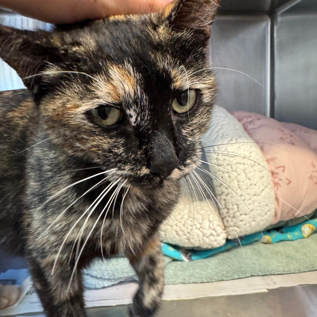 Brooke, Adoptable, Adult Female Domestic Short Hair.