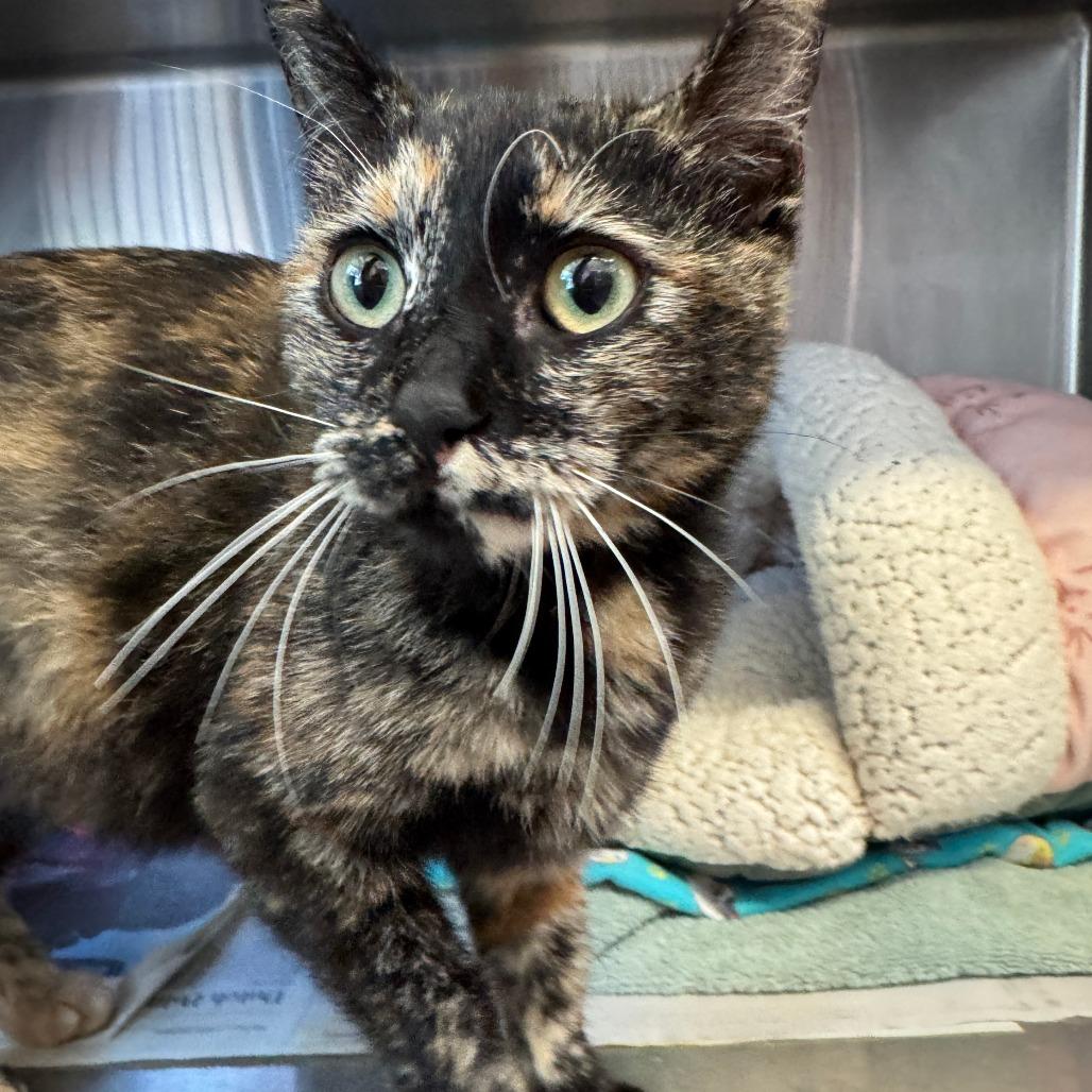 Brooke, a Adoptable Domestic Short Hair in Santa Barbara, CA image 2/2