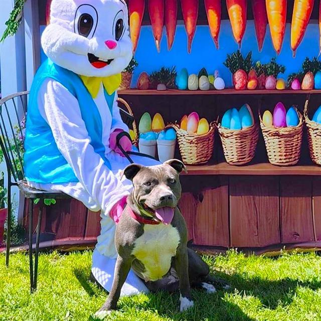 FUCHSIA, Adoptable, Adult Female Pit Bull Terrier.